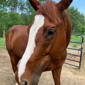 Meet your Posher, Megan